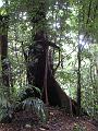 Flying Butress Roots on the Enbas Saut Falls Hike